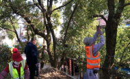 蕪湖縣：城管清理遮光樹枝  “剪”除居民煩惱