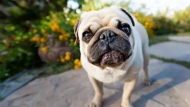 孫仁歌：養犬記趣
