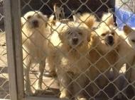 296人因遛狗不拴繩被罰 合肥有望建流浪犬收容中心