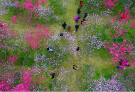 陳于曉：嶺上讀桃花	