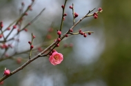 許澤夫：梅花帖