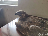 大鳥