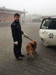 南陵：“金毛”誤闖校園狂吠不止  見到民警乖乖變“警犬”