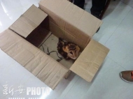 淮南三部門聯(lián)合發(fā)出通告 禁止野生動物交易