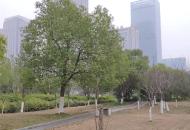今日下午1時許 合肥街頭飄起雪花