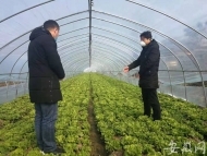 肥東縣蔬菜日上市量260多噸   供應無憂可滿足市民需求