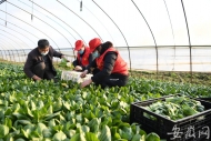 黨員志愿者助采收  大圩每日2噸蔬菜供應合肥市場