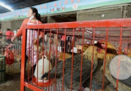 寧國全面禁止城鄉農貿市場活禽交易
