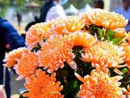 肥西：迎春年宵花展 陪你共度佳節