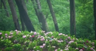 王順中：老舅