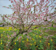 張建春： 桃花依舊笑春風	