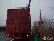 大黃牛掉落在高速公路上 六安交警及時(shí)處置消除隱患