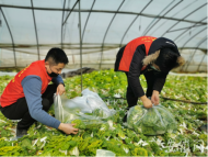合肥部分農(nóng)業(yè)企業(yè)實行線上銷售 解決“滯銷”難題