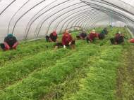 蕪湖市白茆鎮：一手抓疫情防控 一手促農民增收