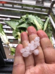 剛剛，池州石臺下冰雹了（視頻）！一波冷空氣來襲，將迎雨雪！