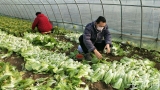 关注合肥地产菜滞销|青菜4毛钱一斤卖不掉   菜农称“白送都行”