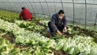 關注合肥地產菜滯銷|青菜4毛錢一斤賣不掉   菜農稱“白送都行”