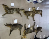 非法狩猎省级保护动物  安庆市森林公安当场抓获三名嫌疑人