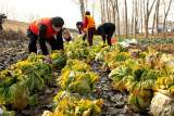 疫情之下賣菜難  愛心超市買下貧困戶4萬斤蔬菜