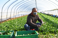 合肥本地蔬菜管夠！日均供應量超過7300噸