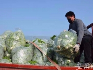 宿州一普通黨員捐贈6000斤蔬菜助力疫情防控