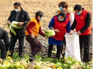 疫情之下賣菜難  蚌埠“愛心超市”買下貧困戶4萬斤蔬菜