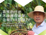 全網征集農產品滯銷信息 拼多多協助農戶對接5億消費者