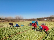 滁州南譙區愛心企業向蚌埠市捐助蔬菜三萬斤