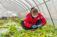 肥東眾興鄉日供3噸蔬菜 保障合肥“菜籃子”供應