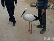 东方白鹳落难萧县 警民携手及时救助