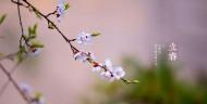 仇多軒:年味芬芳（三章）