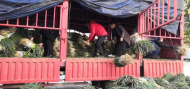 蚌埠：萬(wàn)斤大蔥  捐給特殊群體
