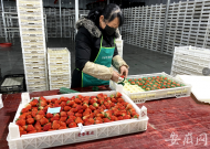 長豐縣出臺惠商政策 疫情期間外銷草莓最高可補30萬