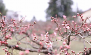 黟縣發布桃花開花期預報