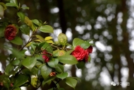 鄭玲玲：靜待花開