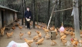 宣城：扶贫工作队十多天帮贫困户卖了两千多只鸡