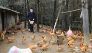 宣城：扶貧工作隊十多天幫貧困戶賣了兩千多只雞