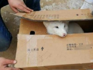 涇縣一施工現場出現受傷小白狐 被送往救助站救治