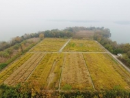 廣德應對疫情推廣水稻一種兩收技術 再生稻種植將突破5000畝