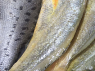 三萬斤黃山太平湖活魚捐贈武漢