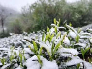 黃山高山降雪   茶芽或被凍傷