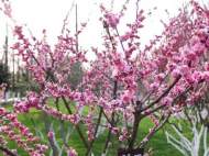 3月18日起，合肥市廬陽區大型綜合性公園全部恢復開園