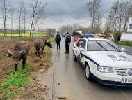 耕牛走失農夫報警，淮南民警助力尋回