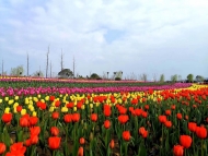 池州：郁金香花海引市民觀賞 景區呼吁文明觀賞勿傷花