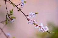 秦芹：春天依然在