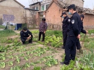 村民自家菜园种植265颗罂粟 被濉溪警方行政拘留