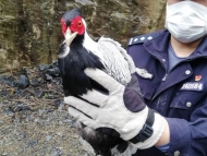 白鷴誤闖鎮政府食堂 旌德警民助其歸山林