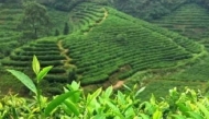 胡竹峰：茶月令