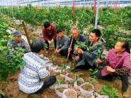 安庆市宜秀区罗岭镇阳光雨露采摘园引领特色林果发展，带动居民致富增收