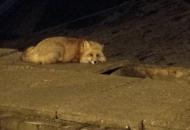 合肥肥東夜間驚現(xiàn)受傷保護(hù)動物赤狐 民警及時救助